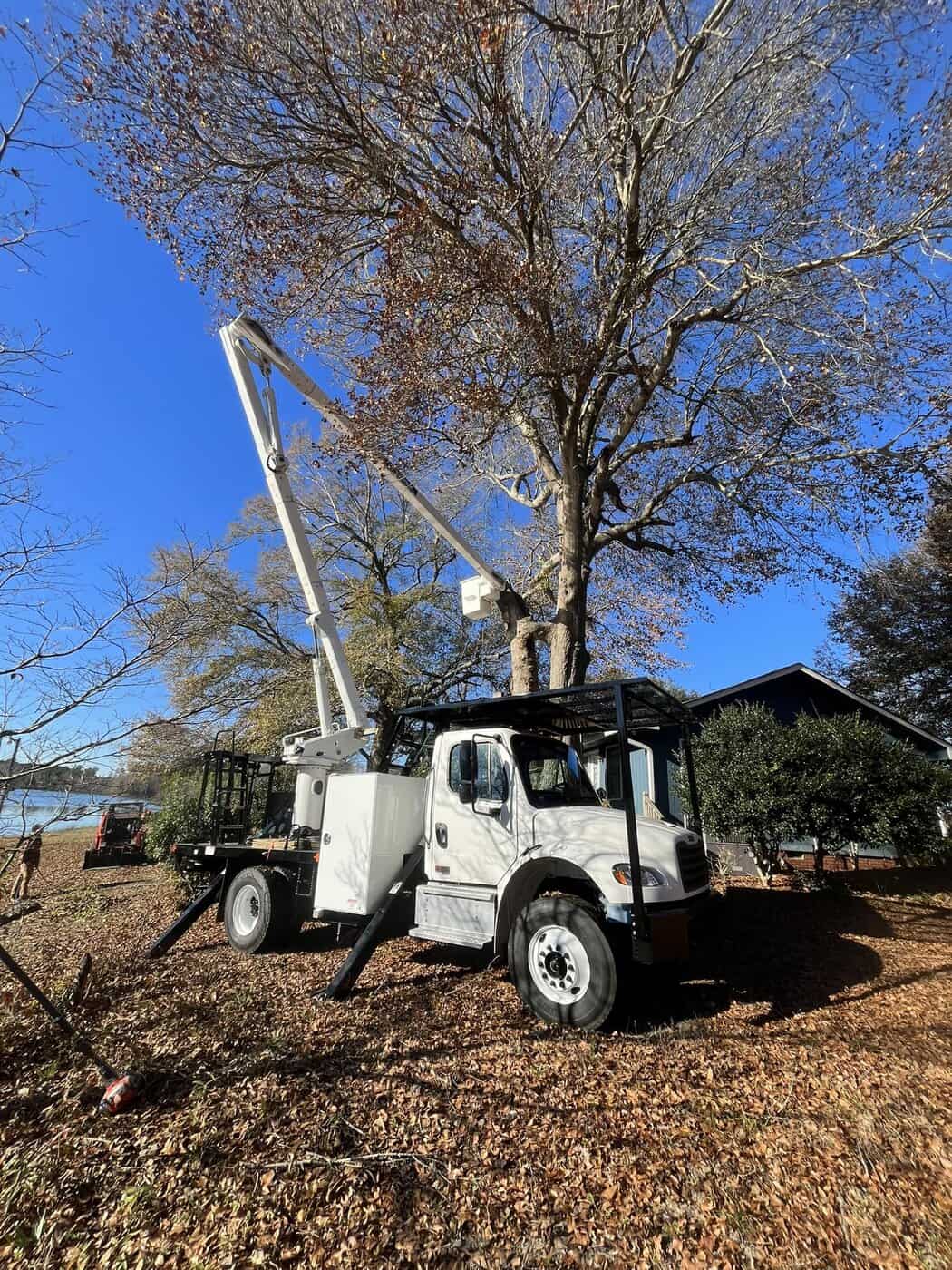 Tree pruning service enhancing tree structure and safety in South Carolina.