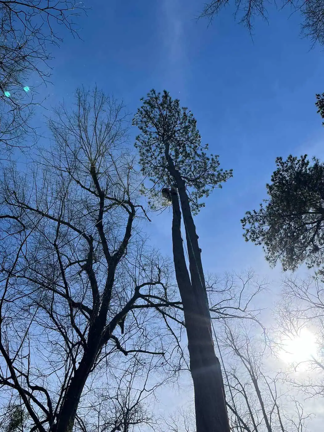 Tree trimming service in Aiken SC near residential home