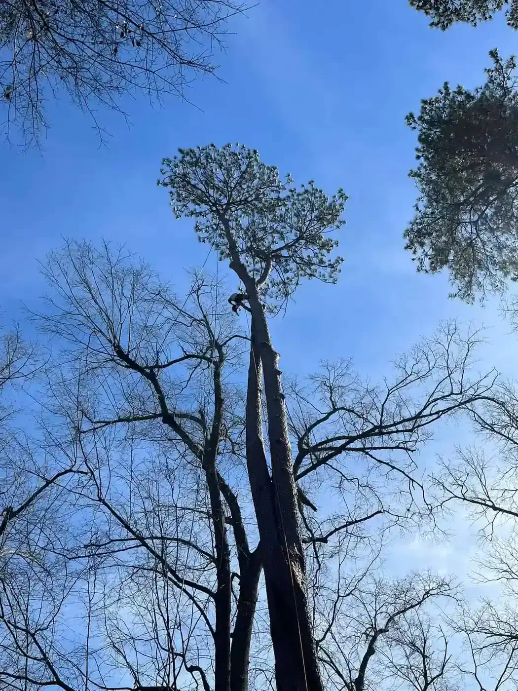 Tree pruning service by Causey’s Tree Care in South Carolina