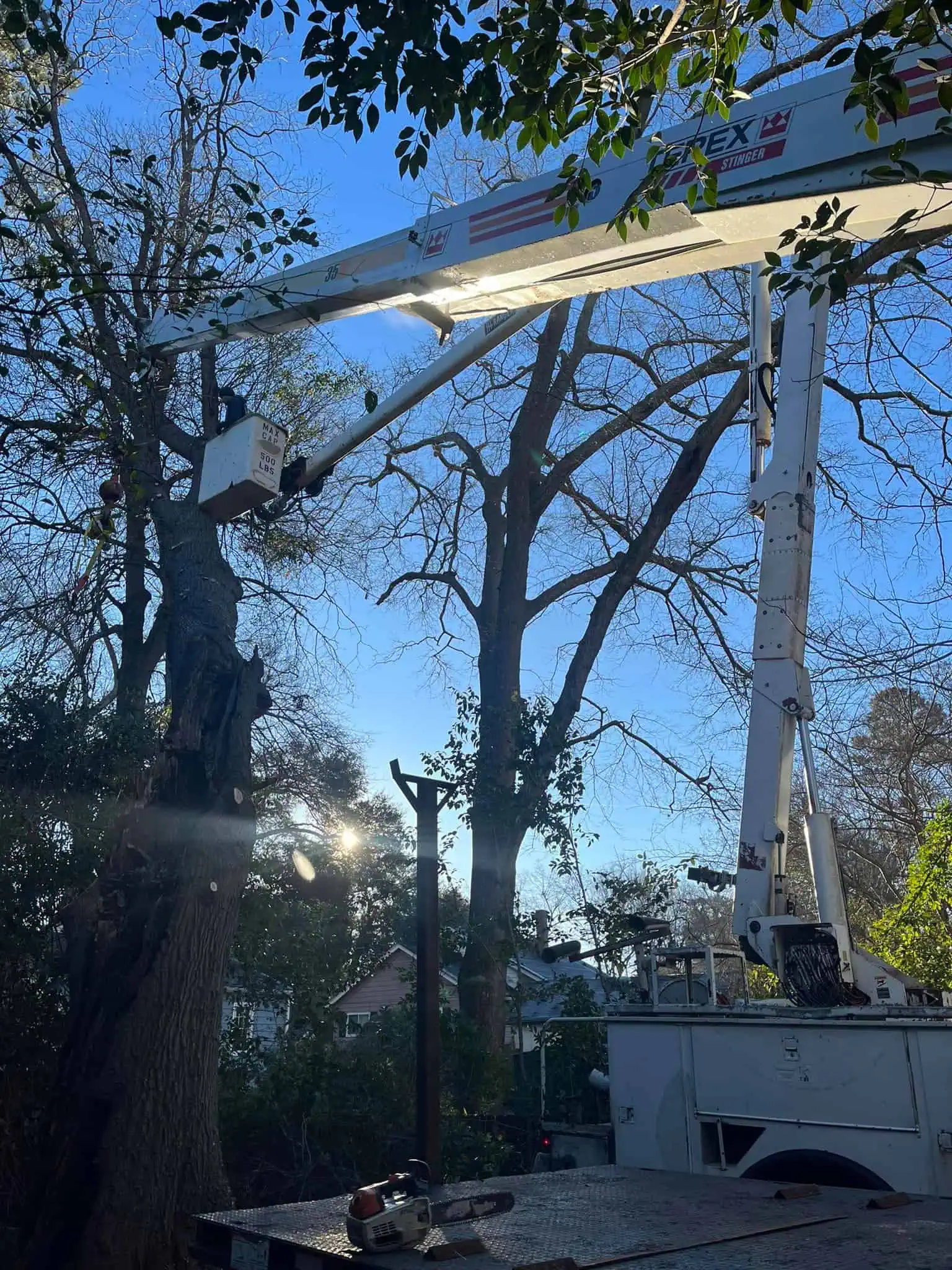 Tree trimming service removing overgrown branches near house