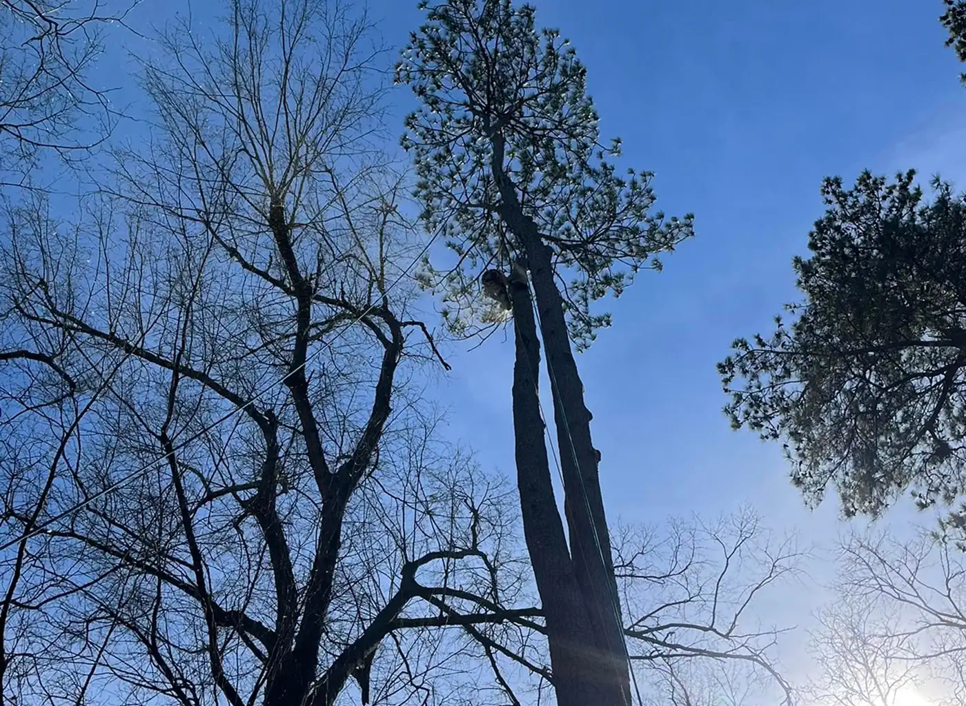 Causey’s Tree Care crew working on a tree service job in South Carolina