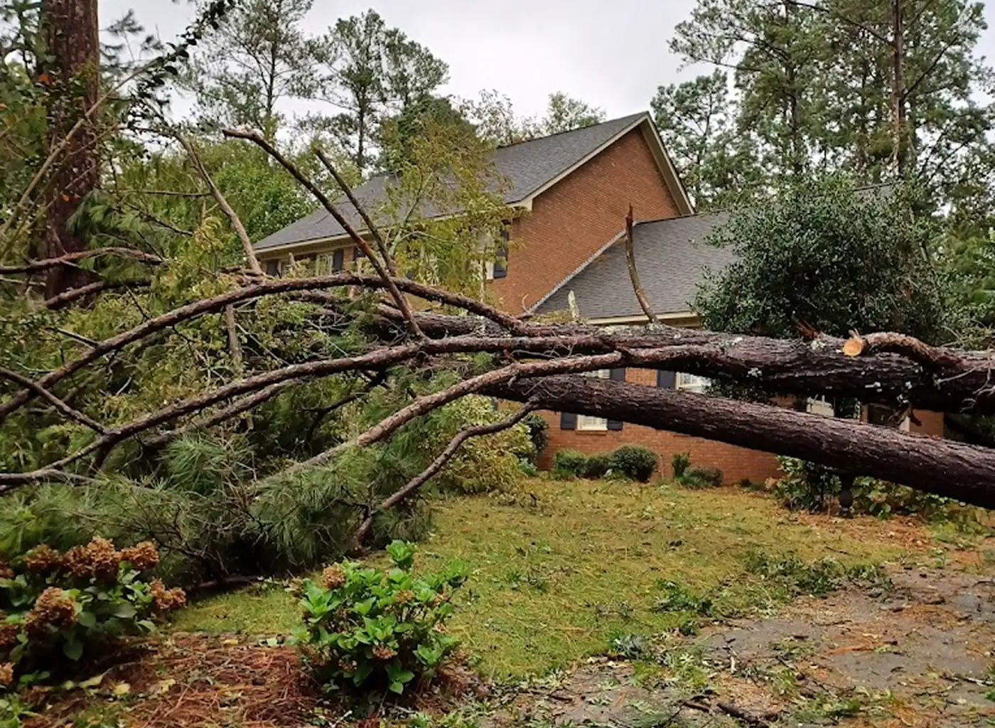Tree trimming before storm season to prevent damage