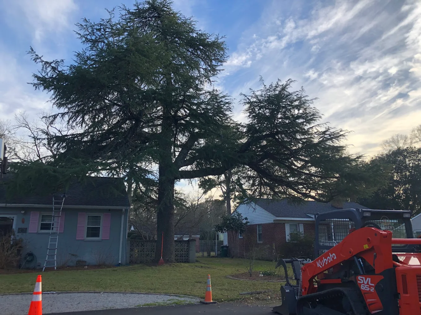 tree removal in Bamberg SC residential property