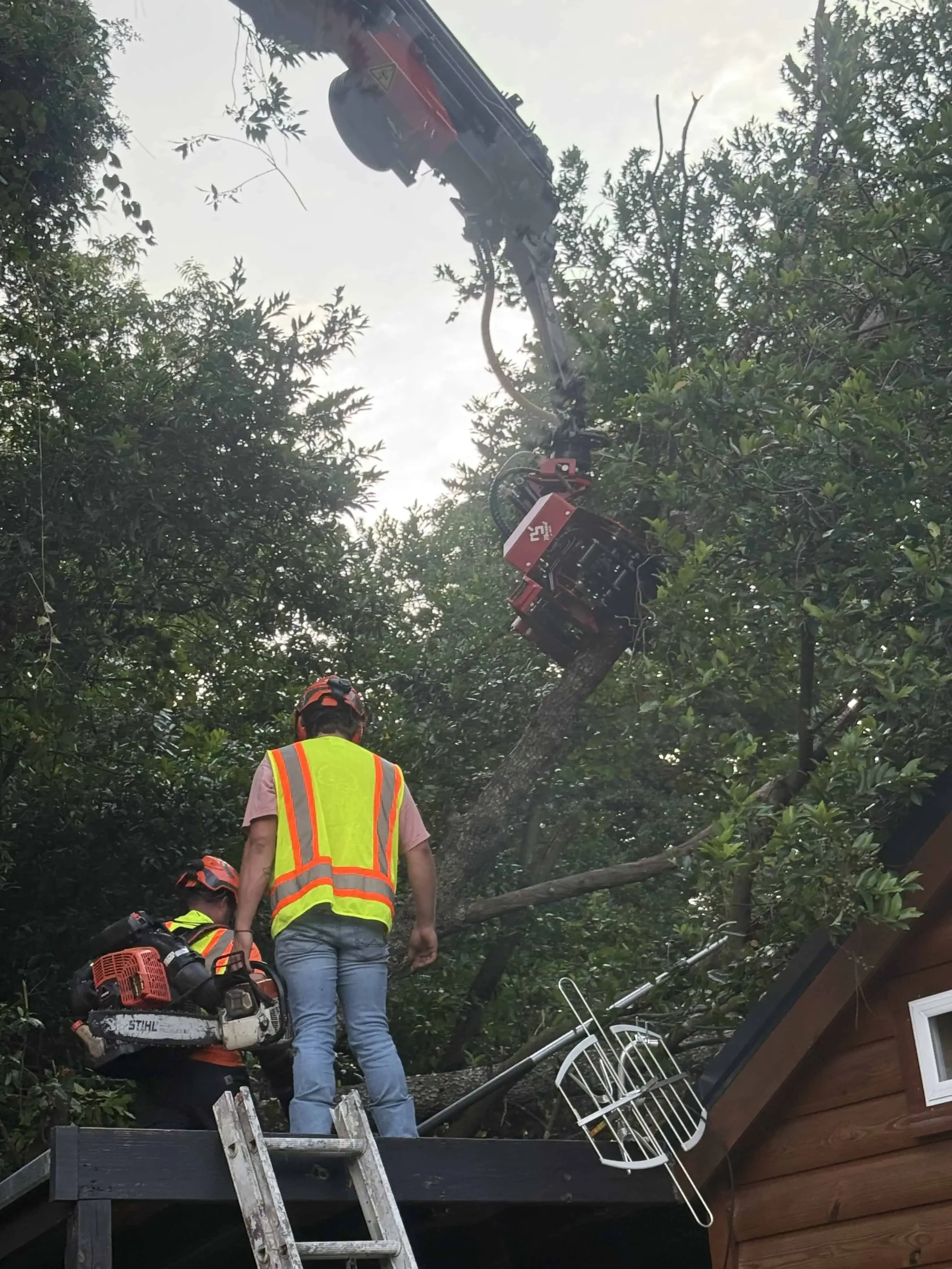 Trusted Tree Removal in Jackson, SC | Causey’s