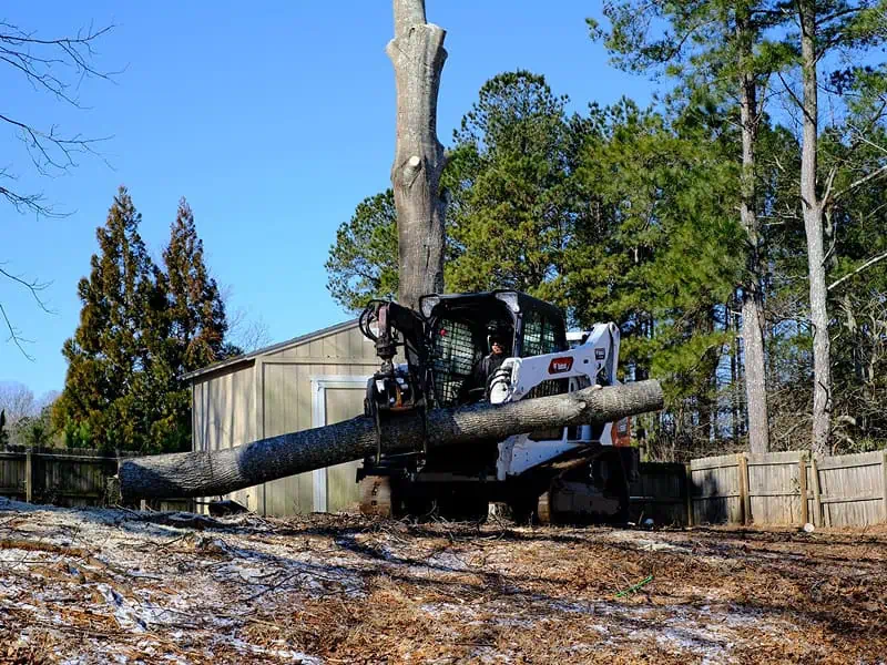 Stump grinding service in Barnwell County SC with clean finish