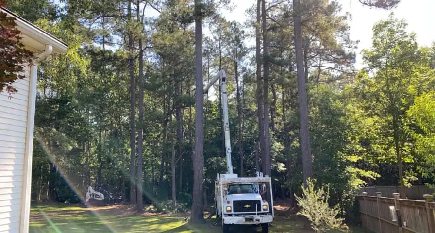 Tree trimming service ensuring healthy and safe trees around homes in Barnwell area.